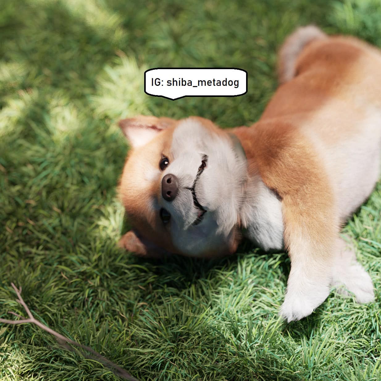 เปิดตัวน้องชิบะ "Meta Dog" ตัวเเรกของไทย จากแบรนด์ Jerhigh